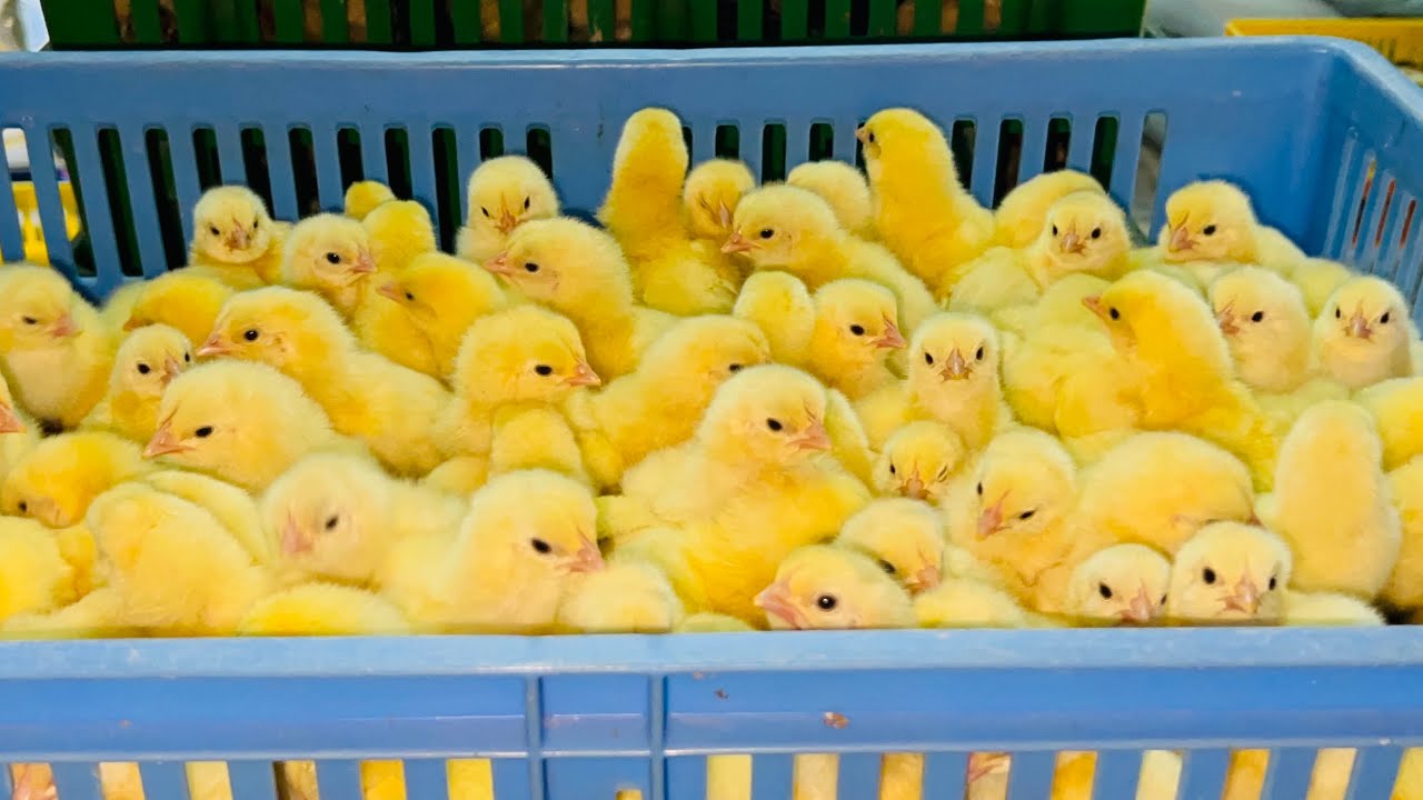 سعر الكتكوت الأبيض 