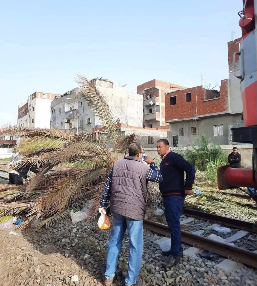 سقوط نخلة على القضبان الإسكندرية