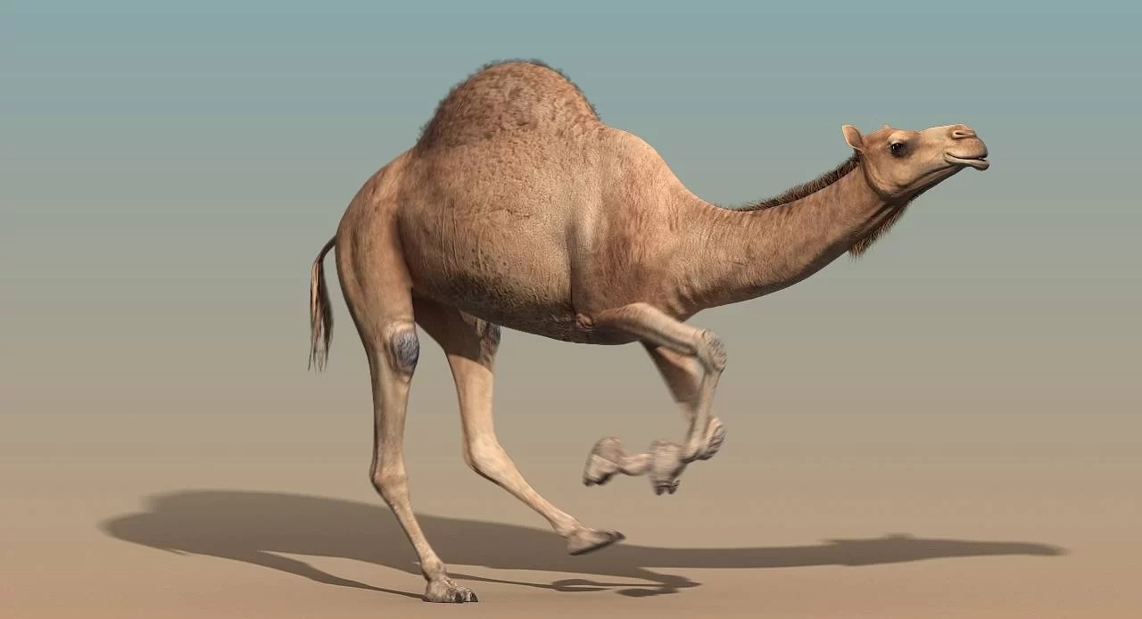 تفسير رؤية الجمل الأسود يلاحقني