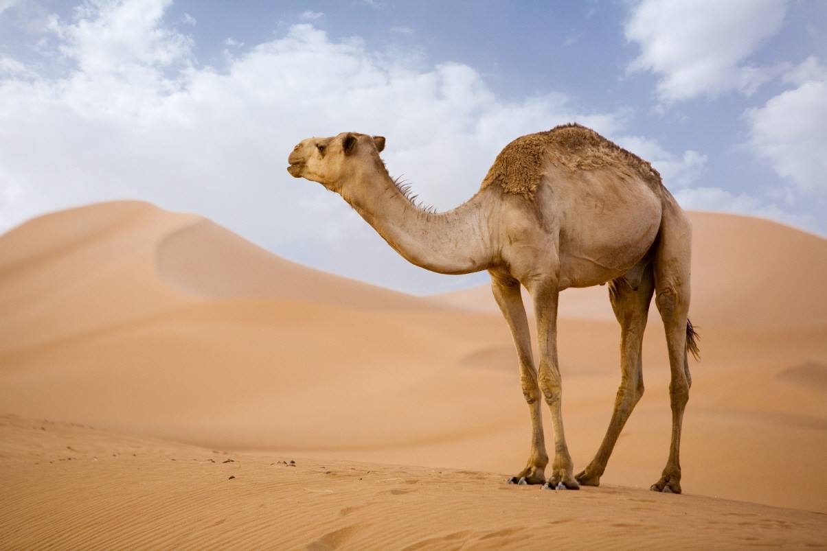 رؤية الجمل في المنام يلاحقني