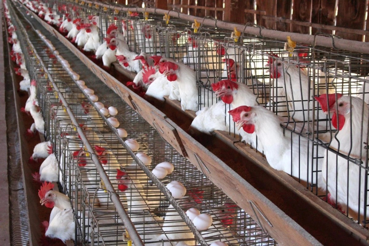 سعر الفراخ البيضاء اليوم