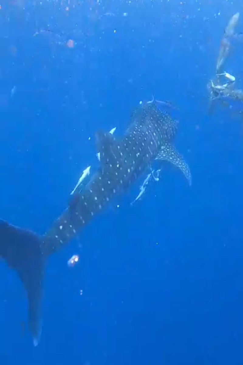 حظك اليوم برج الحوت 