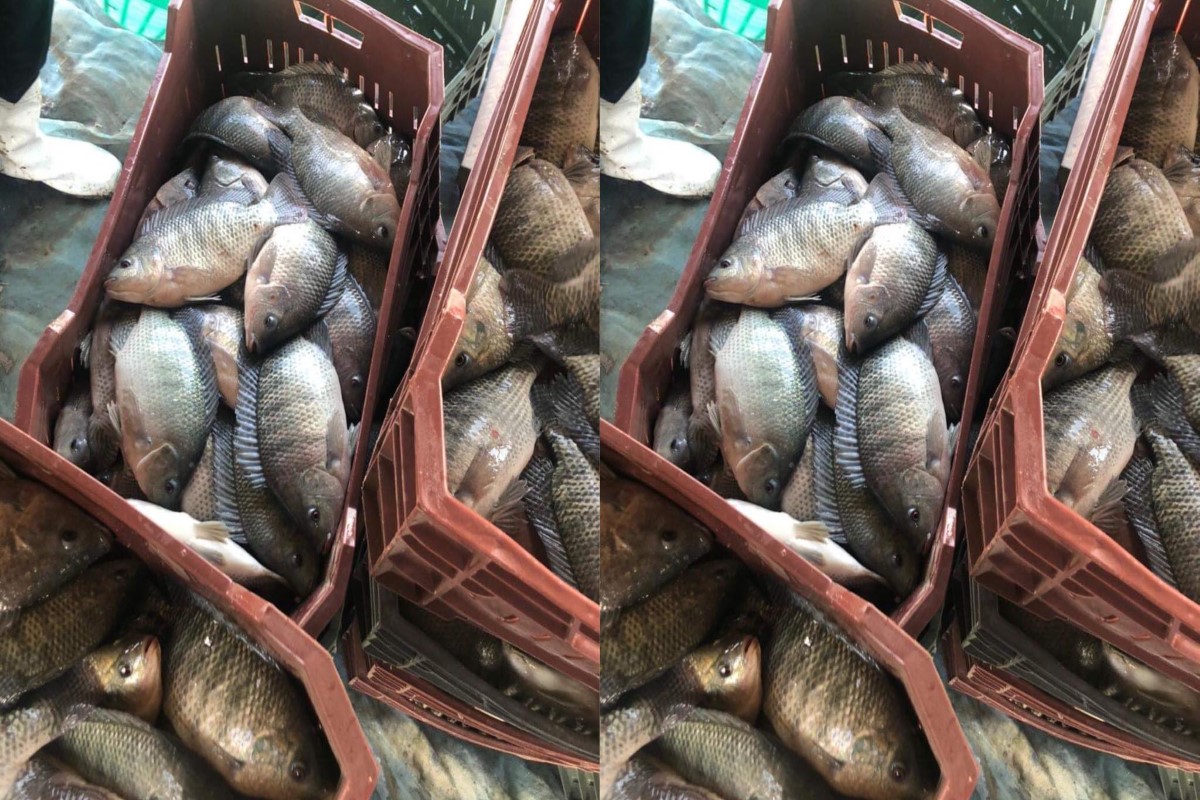 أسعار السمك اليوم للمستهلك