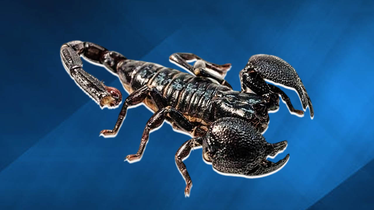 حظك اليوم برج العقرب