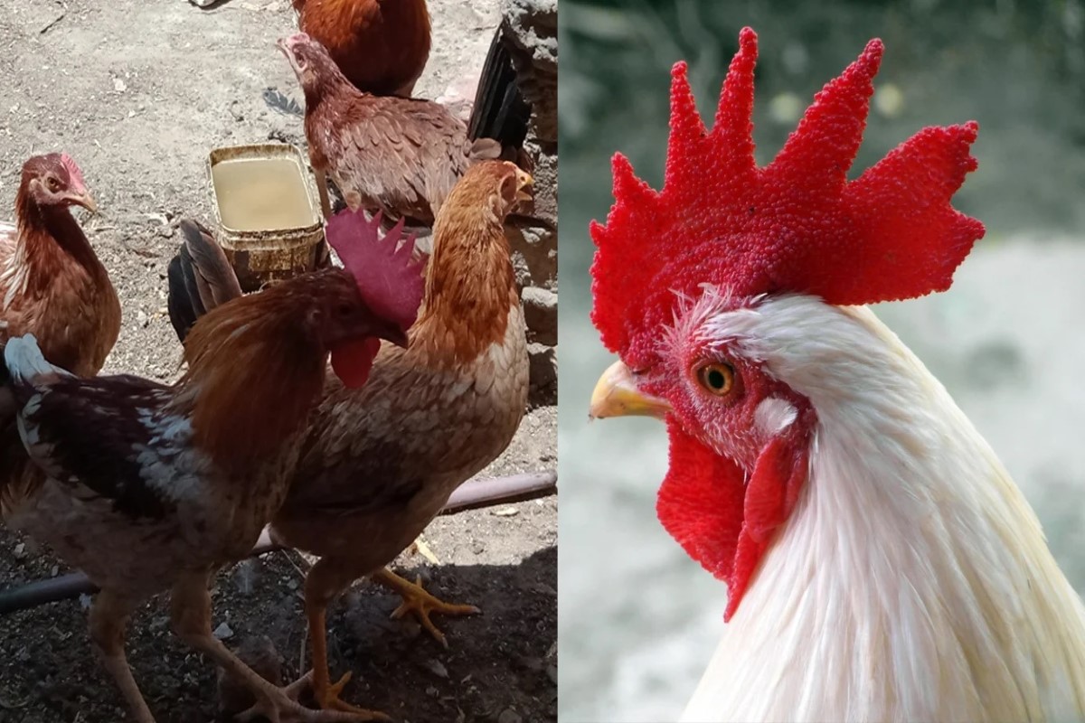 سعر الفراخ البيضاء اليوم