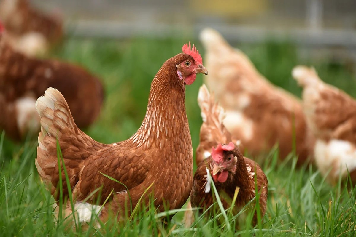 سعر الفراخ اليوم 