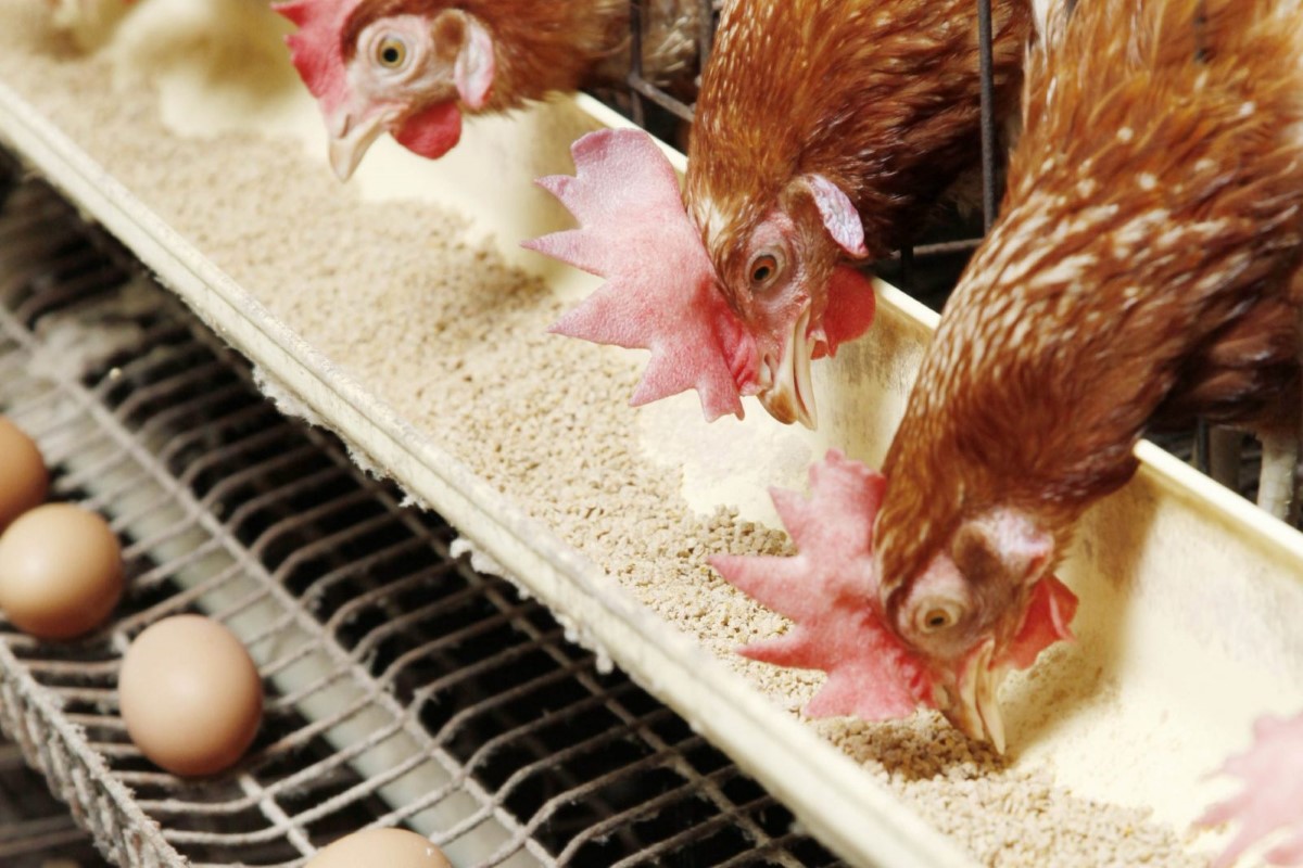 سعر الفراخ البيضاء اليوم