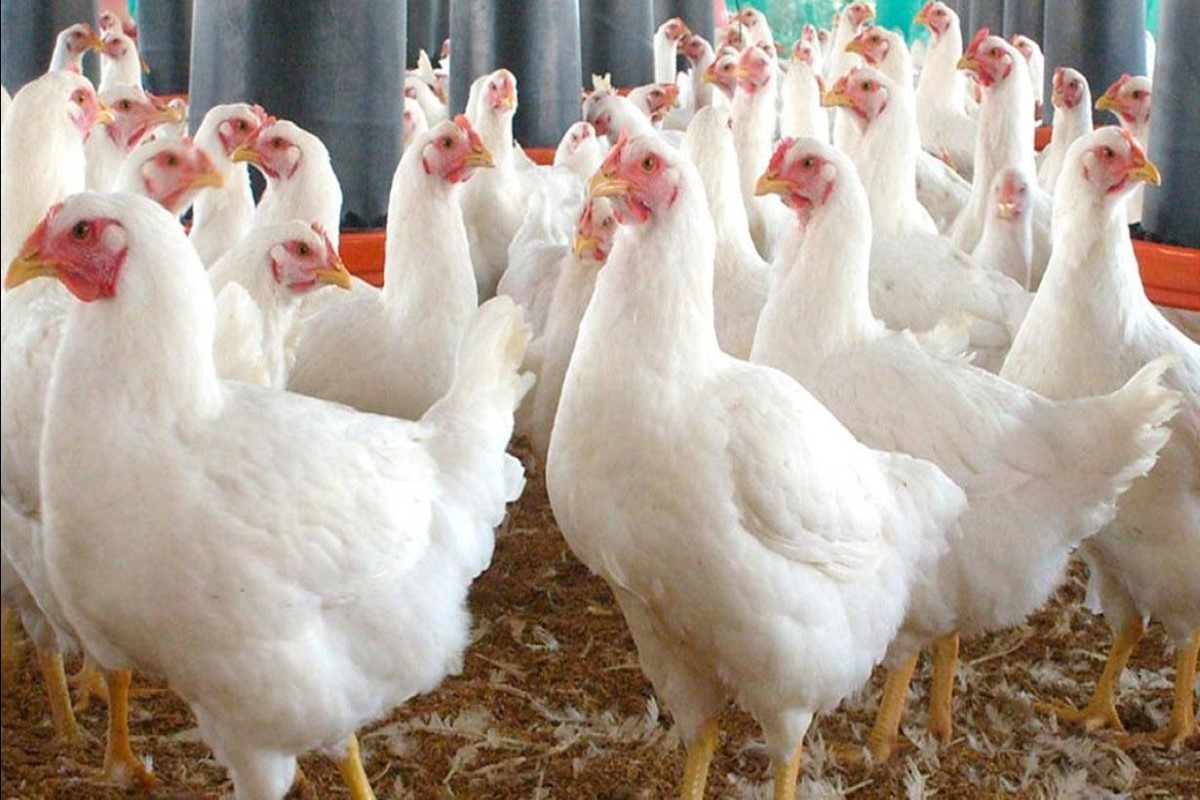 سعر الفراخ اليوم 