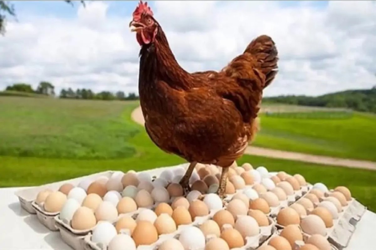 سعر الفراخ البيضاء اليوم