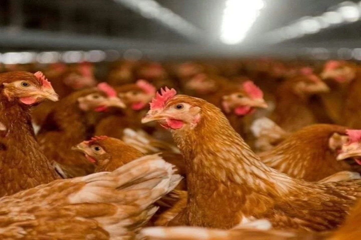 سعر الفراخ اليوم 