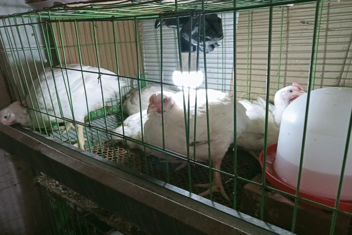 سعر الفراخ البيضاء اليوم