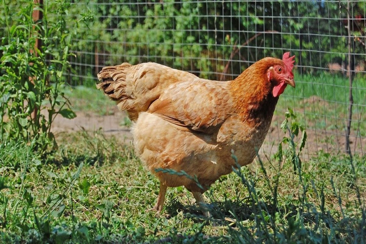 سعر الفراخ البيضاء اليوم