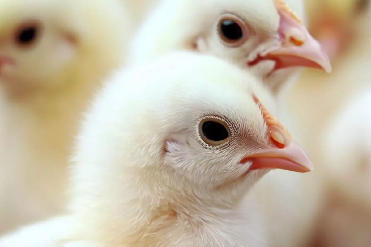 سعر الكتكوت الأبيض