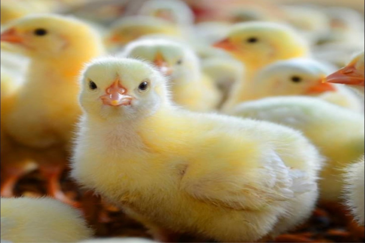 سعر الكتكوت الأبيض 