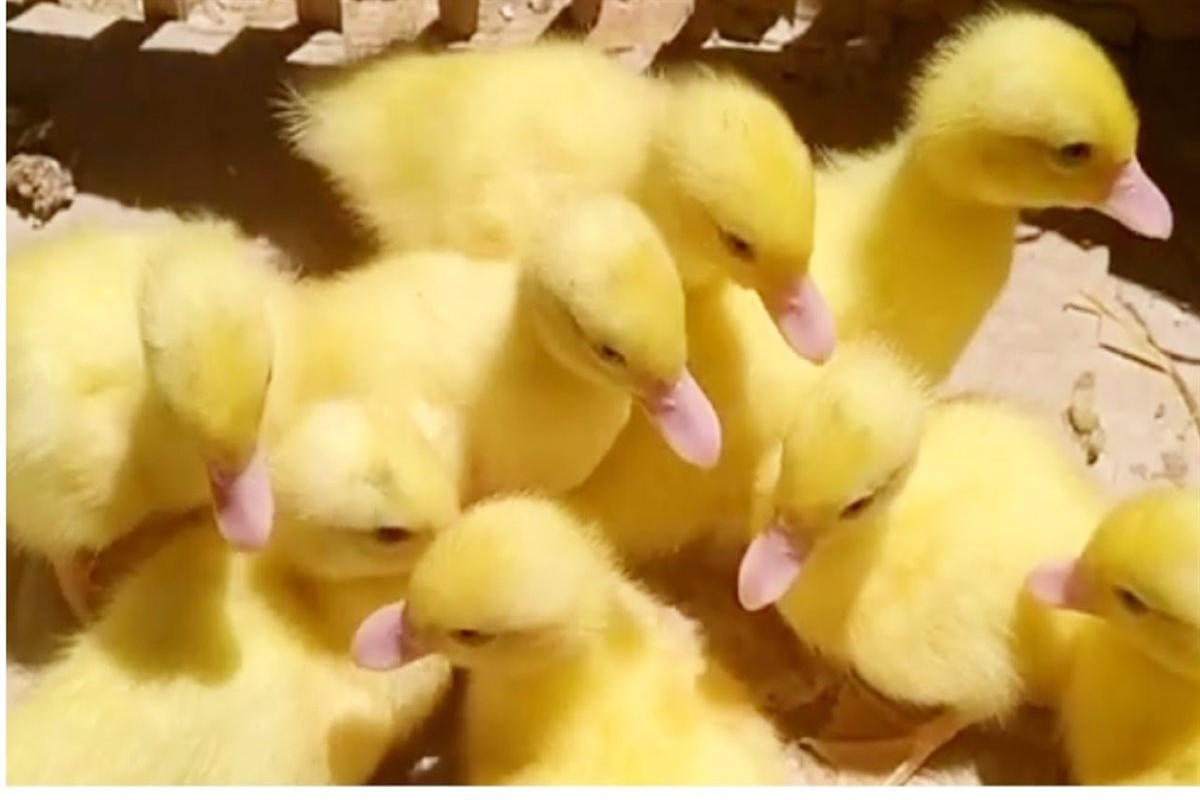 سعر الكتكوت الأبيض 