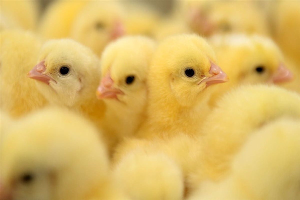 سعر الكتكوت الأبيض