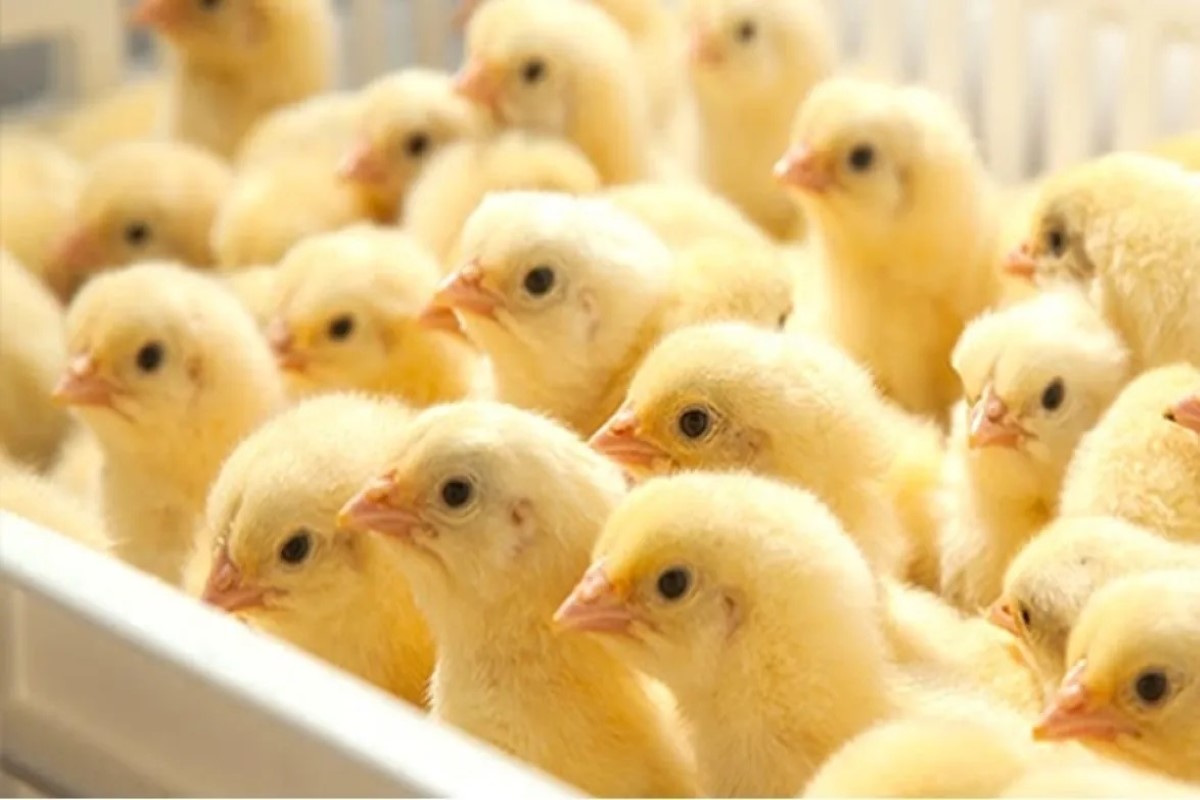 سعر الكتكوت الأبيض 