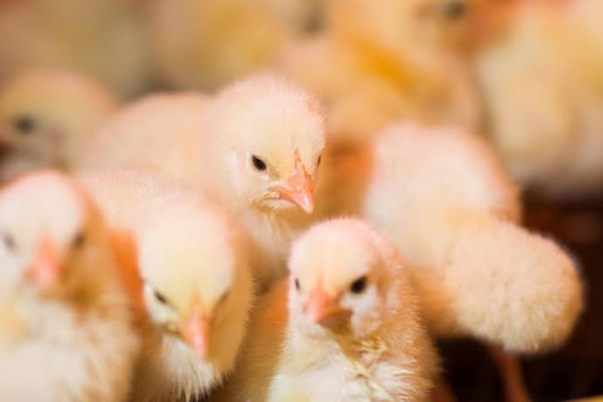 سعر الكتكوت الأبيض 