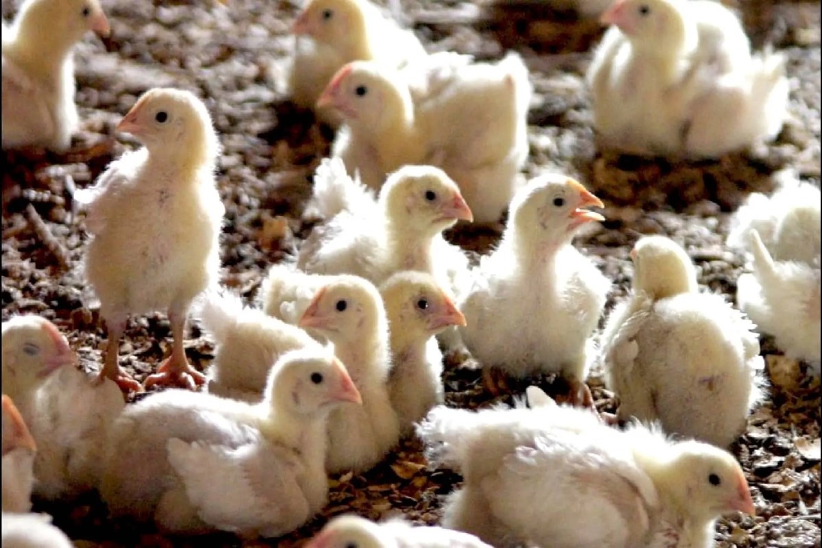 سعر الكتكوت الأبيض 