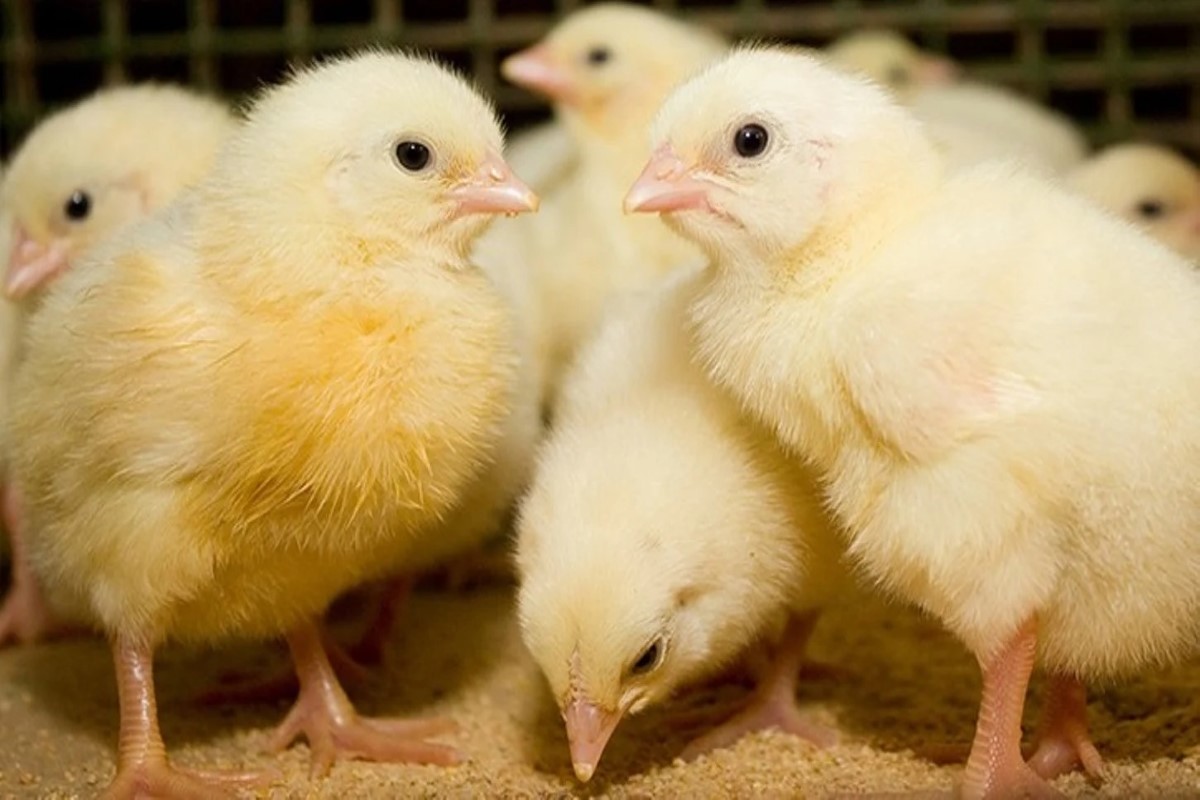 سعر الكتكوت الأبيض 