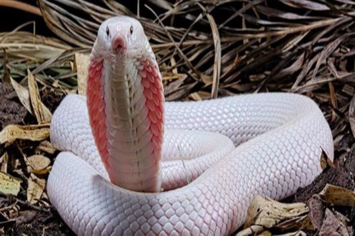 تفسير حلم لدغة الثعبان في القدم للمراة المتزوجة