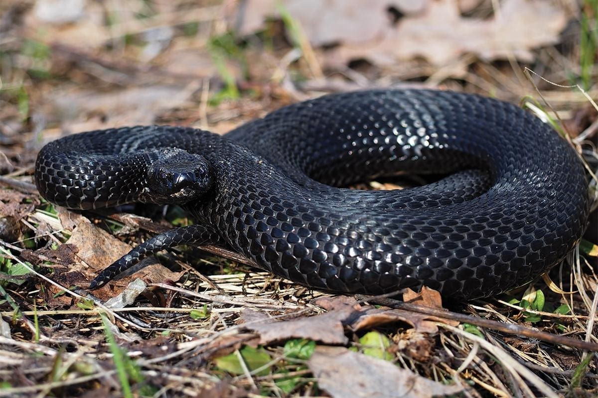 رؤية الثعبان في المنام للمتزوجة