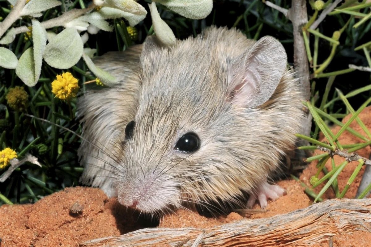 هل الفأر في المنام سحر