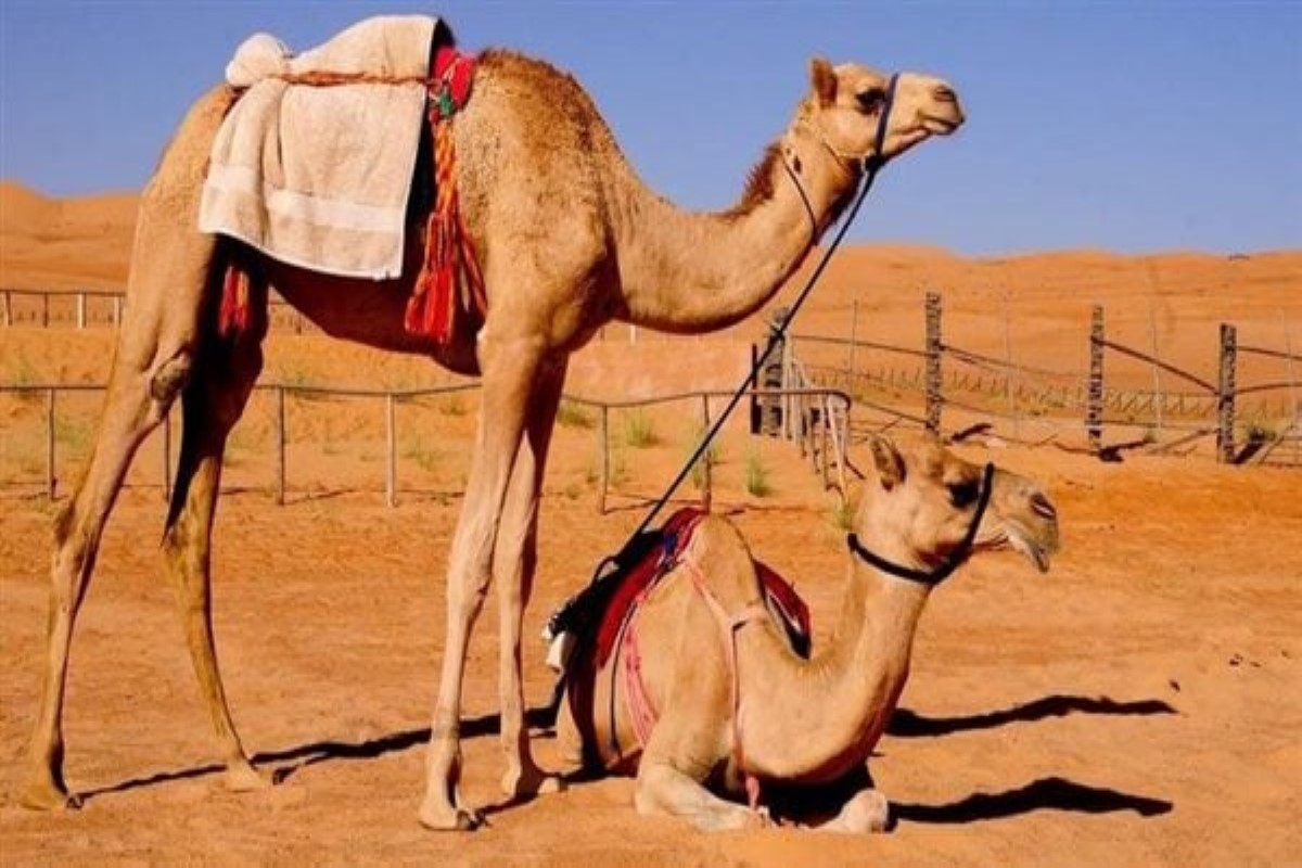 رؤية الإبل الكثيرة في المنام للرجل
