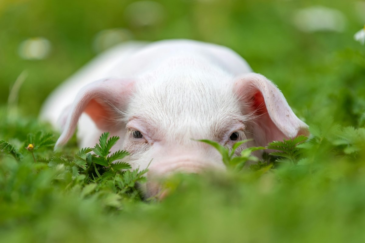 رؤية الخنزير في الحلم