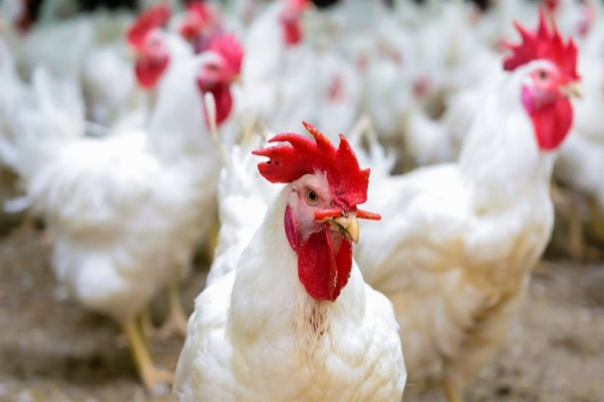 سعر الفراخ البيضاء اليوم