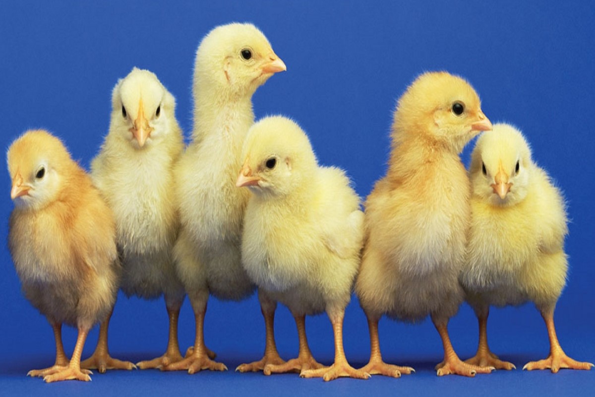 سعر الكتكوت الأبيض 