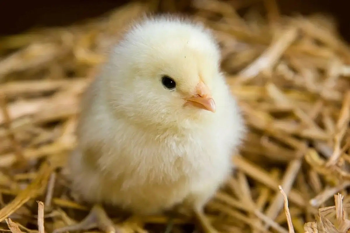 سعر الكتكوت الأبيض 