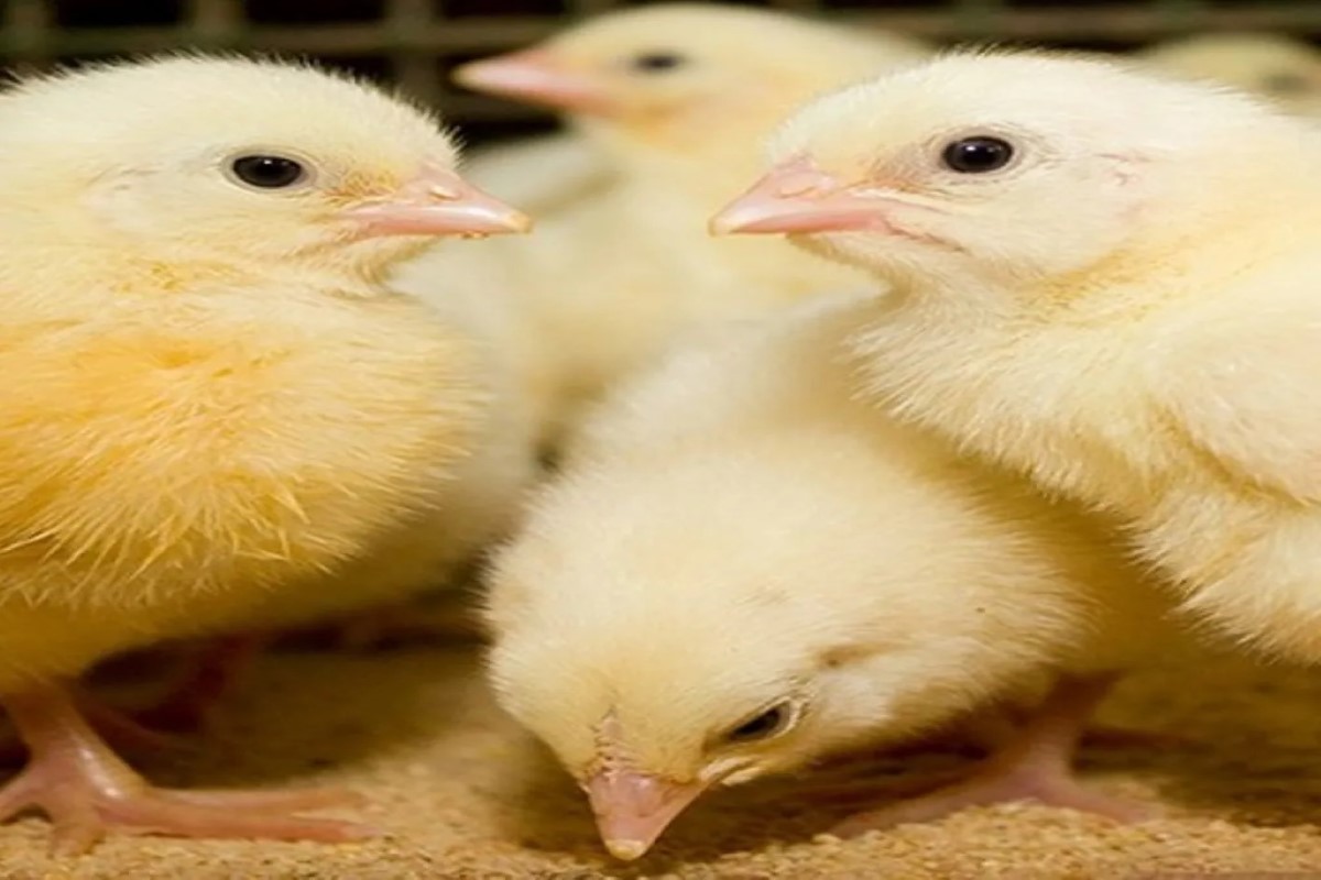 سعر الكتكوت الأبيض